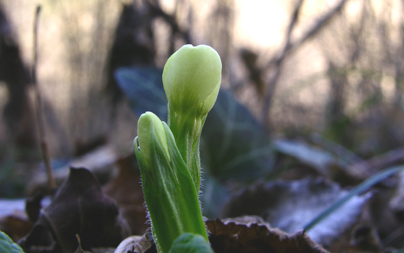 Fiori, scatti di prova.
